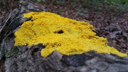 14 Reynolds Nature Preserve Mustard Algae
